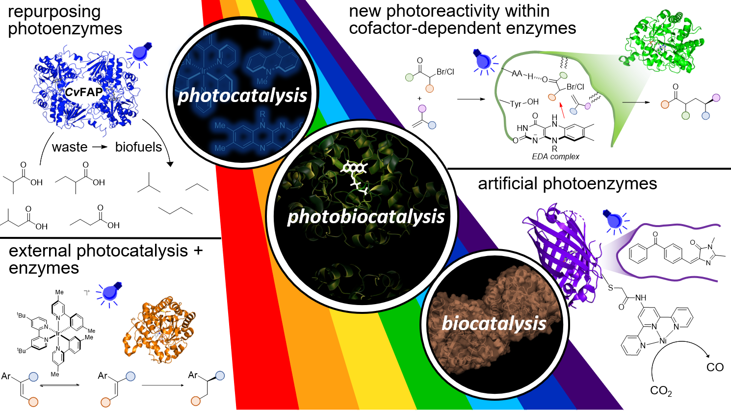 Graphical abstract for Photobiocatalysis for abiological transformations.