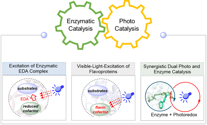 Graphical abstract for Repurposing naturally occurring enzymes using visible light.