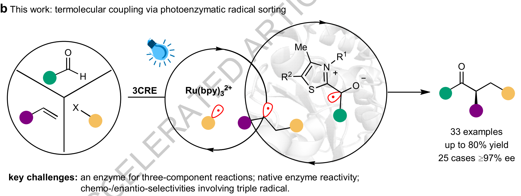 Graphical abstract for Synergistic photobiocatalysis for enantioselective triple radical sorting.