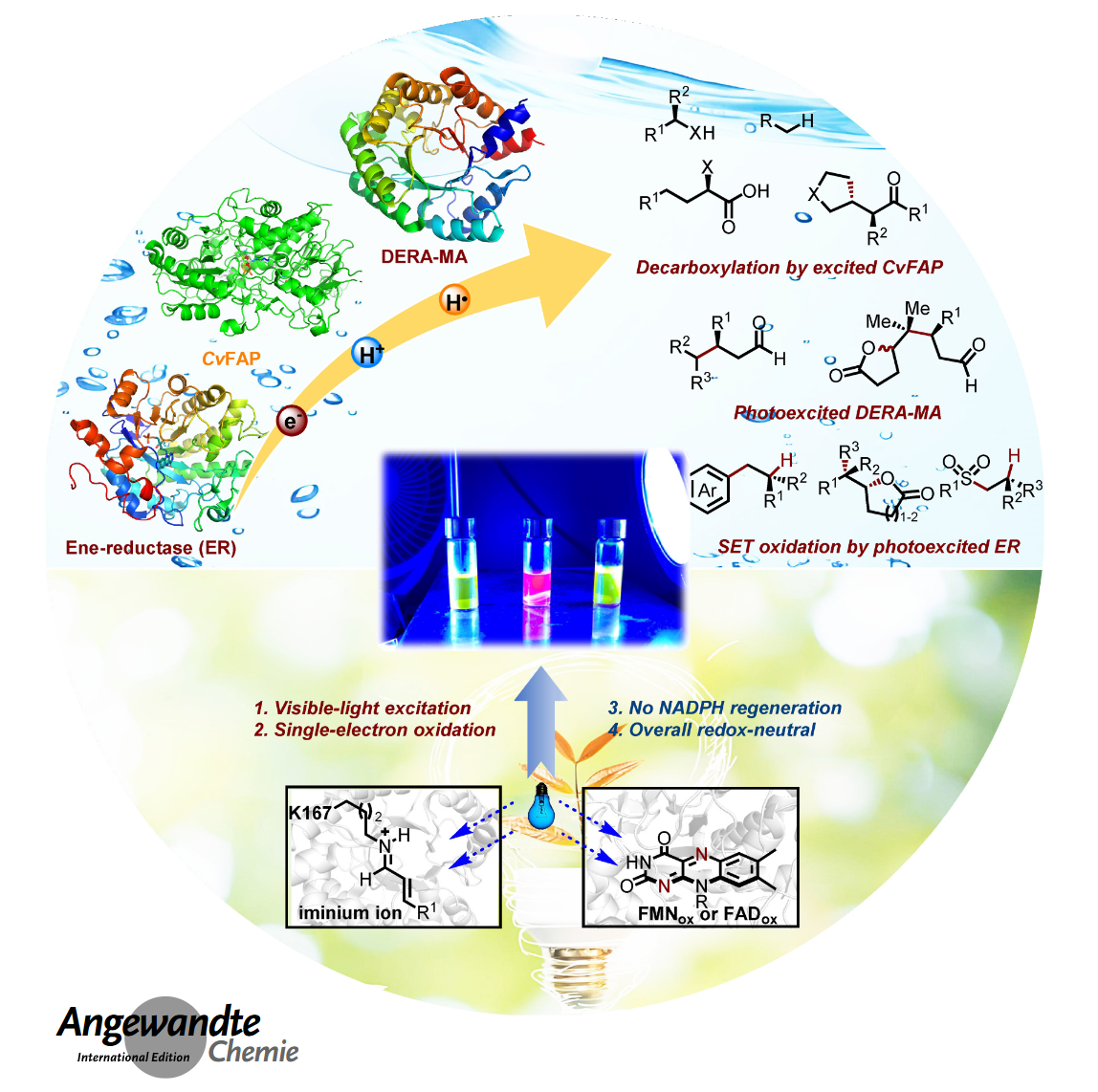 Graphical abstract for Single-electron oxidation triggered by visible-light-excited enzymes for asymmetric biocatalysis.