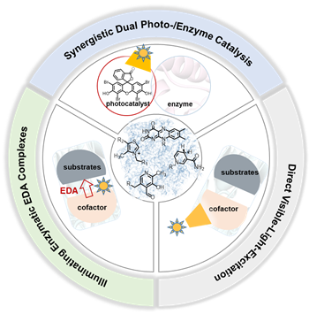 Graphical abstract for Recent advances in repurposing natural enzymes for new-to-nature asymmetric photobiotransformations.