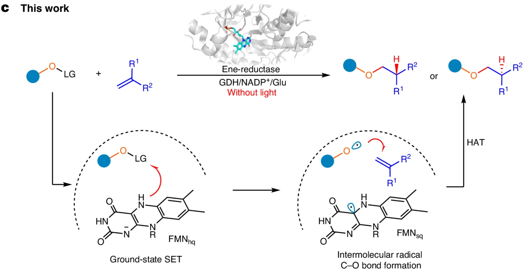 Graphical abstract for Steering oxygen-centred radicals with ground-state ene-reductases for enantioselective intermolecular hydroalkoxylations.