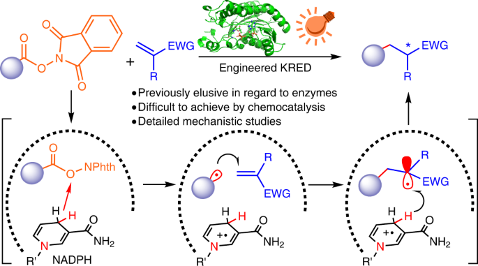 Graphical abstract for Photoinduced chemomimetic biocatalysis for enantioselective intermolecular radical conjugate addition.