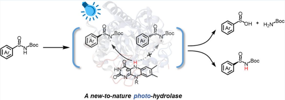 Graphical abstract for Kinetic hydrolysis of sulfinamides toward S(IV) chirality enabled by visible-light-excited ene-reductases.
