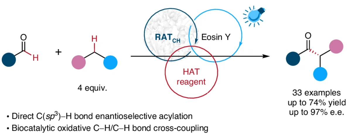 Graphical abstract for Photobiocatalytic benzylic C-H acylation enabled by the synergy of a thiamine-dependent enzyme, an organophotocatalyst and hydrogen-atom transfer.