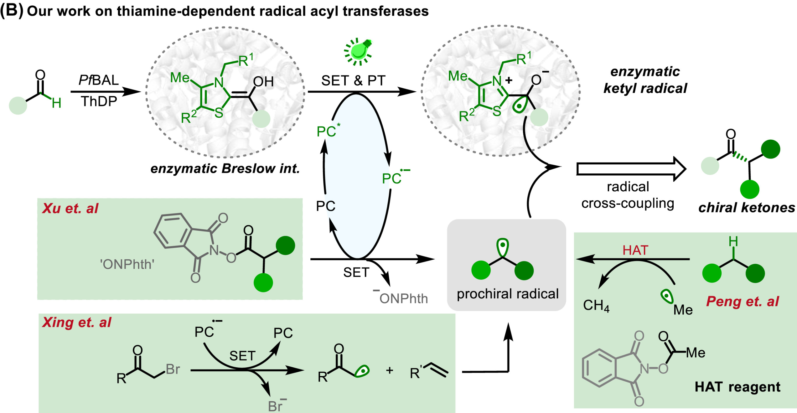 Graphical abstract for Repurposing thiamine-dependent enzymes for radical biocatalysis.