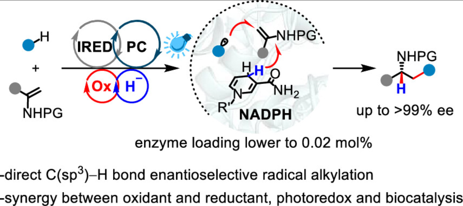 Graphical abstract for Photobiocatalytic radical hydroalkylation with C(sp3)-H bonds enabled by engineered imine reductase and redox buffering.
