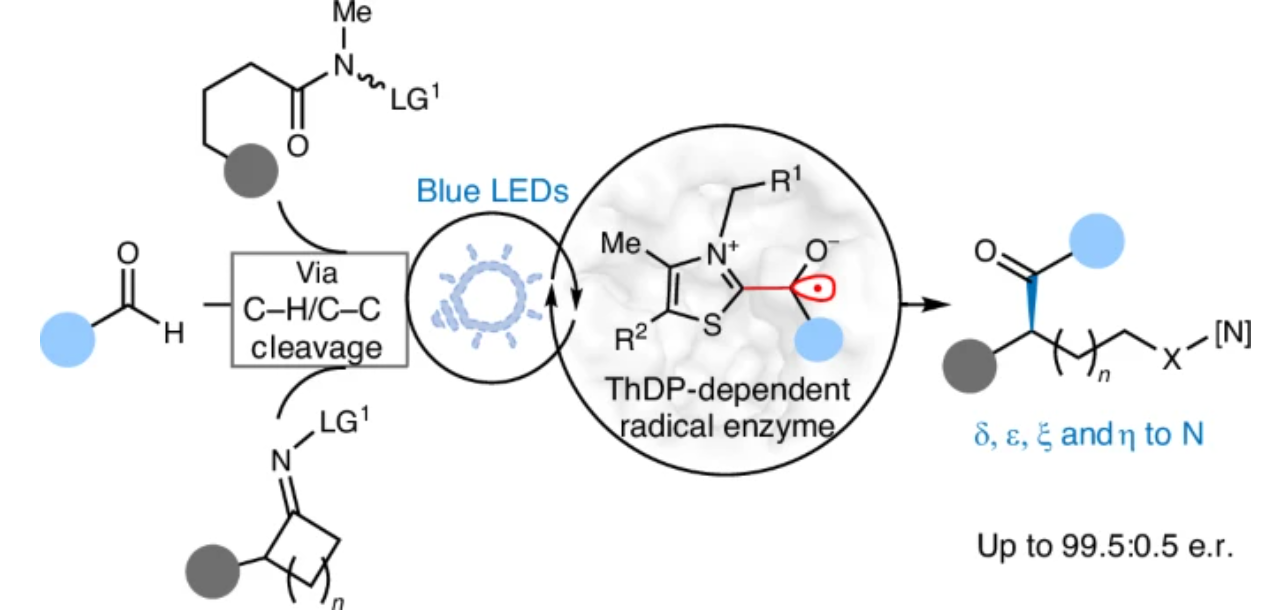 Graphical abstract for Photobiocatalytic radical repositioning for enantioselective acylation of remote C–C/C–H bonds.