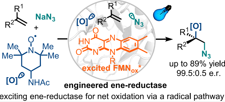 Graphical abstract for Enantioselective alkene azidooxygenation by direct visible-light excitation of an engineered ene-reductase.