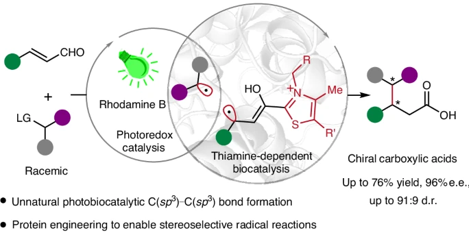Graphical abstract for Enantioselective C(sp3)–C(sp3) bond formation by synergistic thiamine-dependent radical biocatalysis and photoredox catalysis.