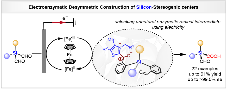 Graphical abstract for Electrochemically driven enzymatic oxidative desymmetrization for the enantioselective construction of silicon stereocenter.