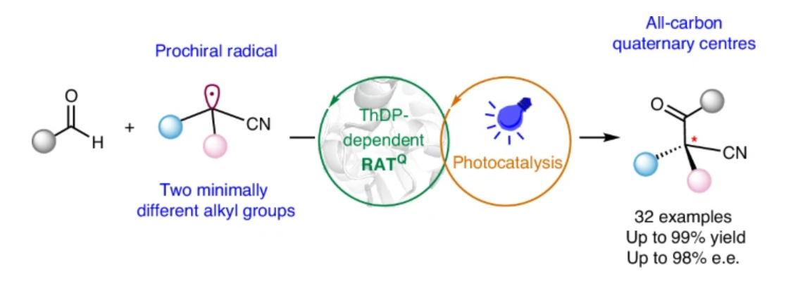 Graphical abstract for Thiamine-based photobiocatalysis for the enantioselective construction of all-carbon quaternary stereocentres with two minimally different alkyl groups.