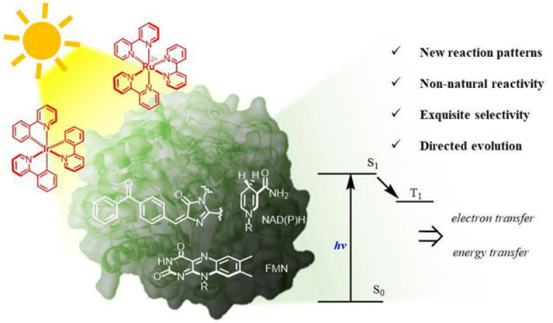 Graphical abstract for Recent advances in photoenzymatic synthesis.