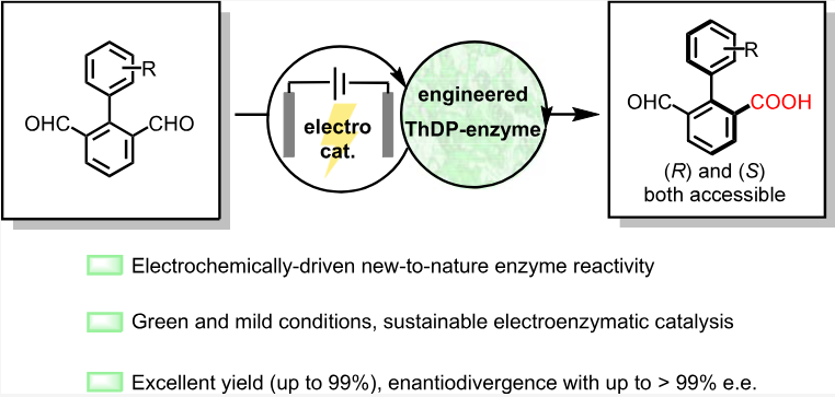 Graphical abstract for Electroenzymatic oxidative desymmetrization by engineered thiamine-dependent enzymes for the enantioselective synthesis of axially chiral biaryls.