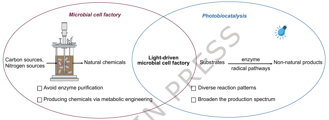 Graphical abstract for Integrating microbial cell factory with new-to-nature photobiocatalysis for de novo biosynthesis of d-homotryptophan.