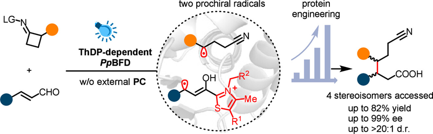 Graphical abstract for Engineering a thiamine-dependent benzoylformate decarboxylase for stereodivergent radical C(sp3)-C(sp3) bond formation.