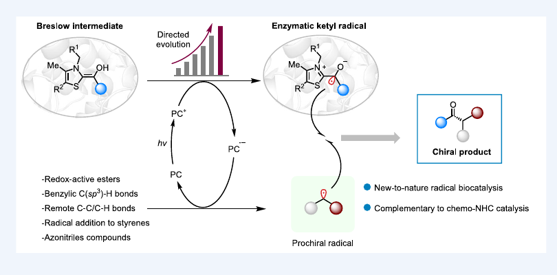 Graphical abstract for Repurposing thiamine-dependent benzaldehyde lyases as visible-light-driven radical acyltransferases.