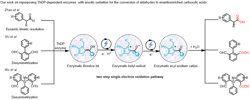 Graphical abstract for Repurposing TPP-dependent enzymes with anodic oxidation for the conversion of aldehydes to enantioenriched carboxylic acids.