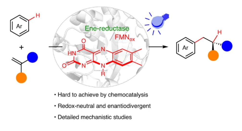 Graphical abstract for Direct visible-light-excited flavoproteins for redox-neutral asymmetric radical hydroarylation.
