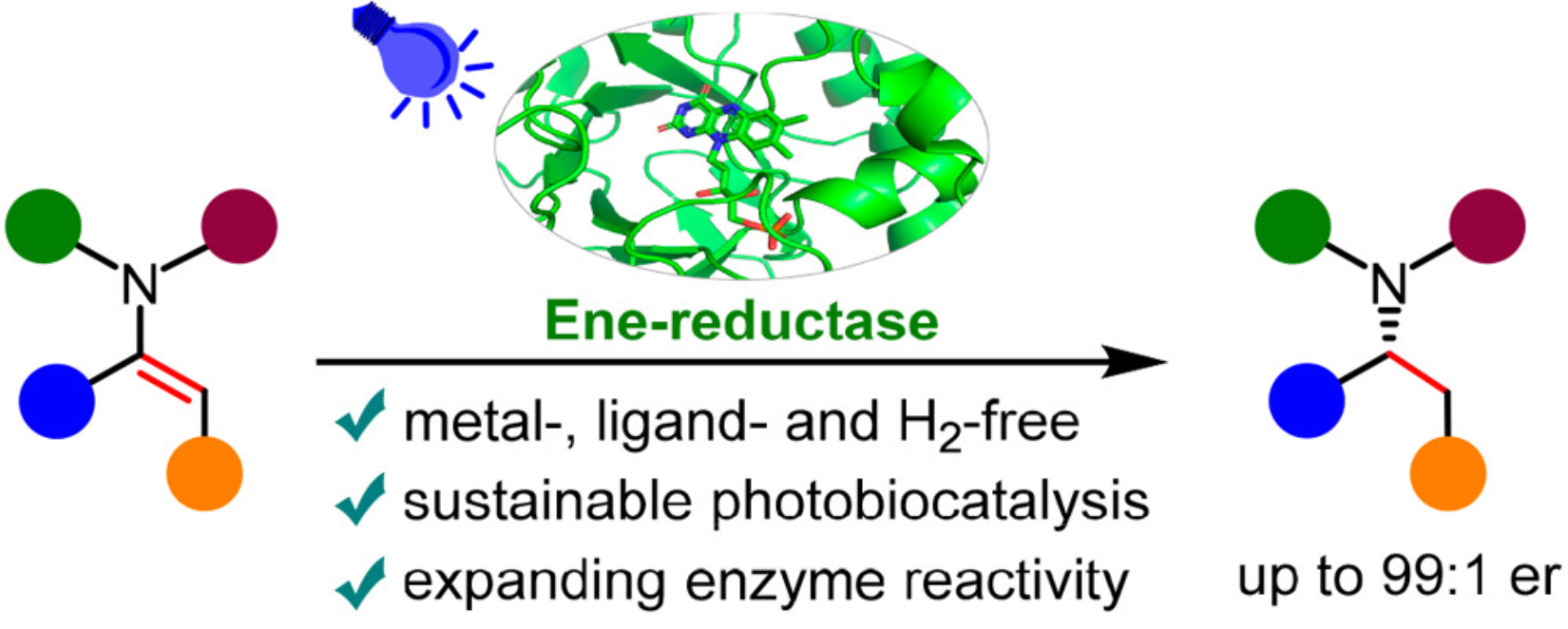 Graphical abstract for Photoenzymatic conversion of enamides to enantioenriched benzylic amines enabled by visible-light-induced single-electron reduction.