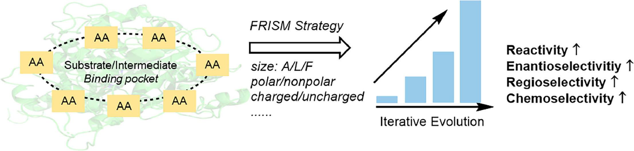 Graphical abstract for Focused rational iterative site-specific mutagenesis (FRISM): A powerful method for enzyme engineering.