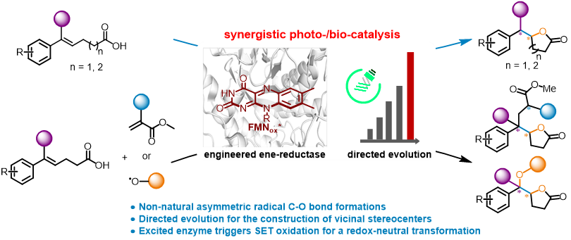 Graphical abstract for Repurposing visible-light-excited ene-reductases for diastereo- and enantioselective lactones synthesis.